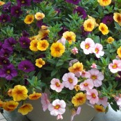 Tried & True Calibrachoa