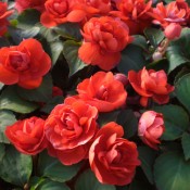 Tried & True Impatiens