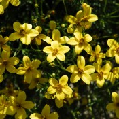 Tried & True Bidens