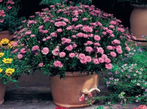 Tried & True Argyranthemum