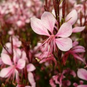 Tried & True Gaura