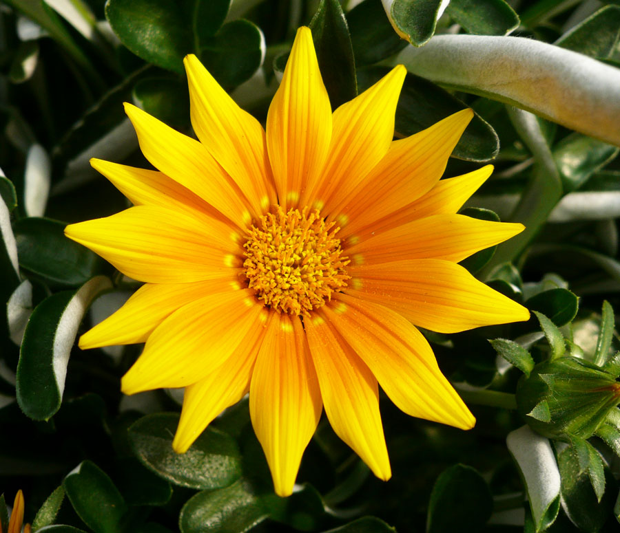 GAZANIA, Amarillo | Tried and True