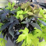 Tried & True Ipomoea