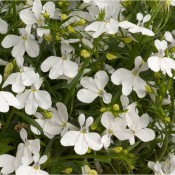 Tried & True Lobelia