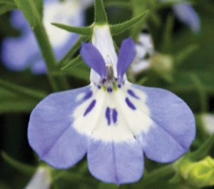 T&T Lobelia Icy Blue Waterfall
