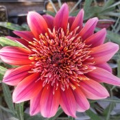 Tried & True Gazania