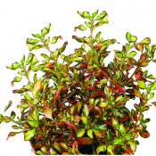 Tried & True Coprosma