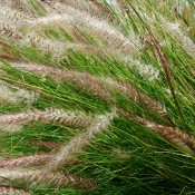 Tried & True Grass