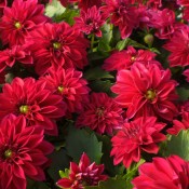 Tried & True Dahlia Dahlinova Raspberry Rumba