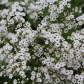 Tried & True Gypsophila