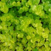 Goldilocks is a low growing perennial that makes the perfect spiller plant.