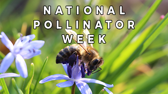 National-Pollinator-Week