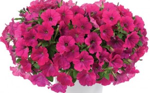 T&T Petunia SunPassion Candy Pink