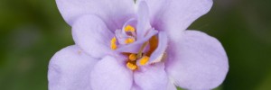 Tried & True Bacopa Double Blueberry Shake