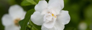 Tried & True Bacopa Double Vanilla Shake