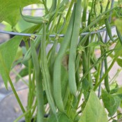Tried & True Jade Green Beans