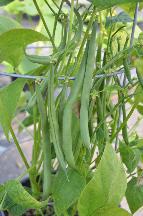 Tried & True Green Beans