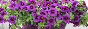 Tried & True Calibrachoa Sweet Chimes Blackcurrant