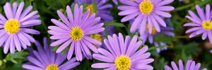 Tried & True Brachyscome Virginia Violet