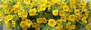 Tried & True Calibrachoa Sweet Chimes Lemon Zest