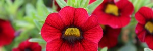 Tried & True Calibrachoa Sweet Chimes Red Wine