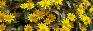 Tried & True Sanvitalia Sunshine