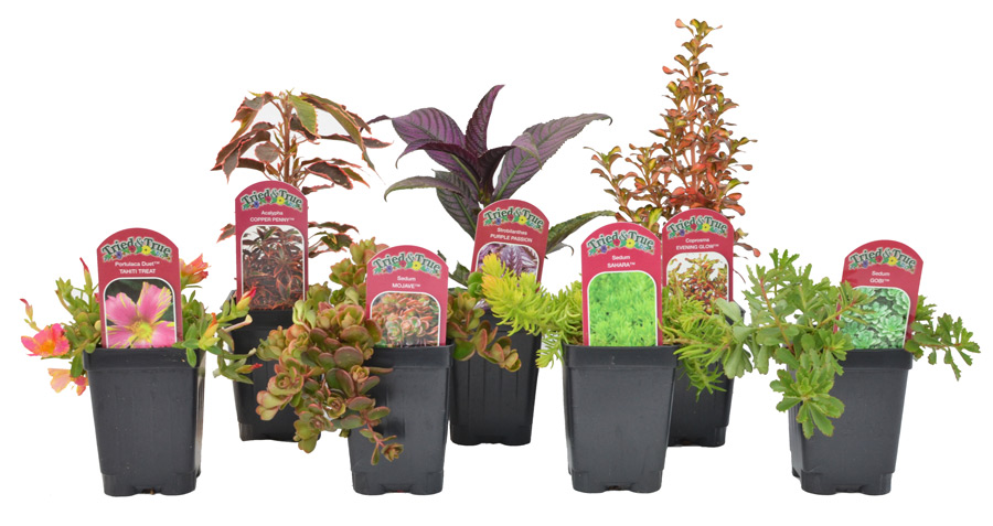 Tried & True Garden Collection is a selection of easy to grow annual and perennial plants that are at home in any garden.