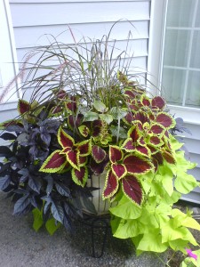 Mixed foliage container featuring Ipomoeas and Coleus