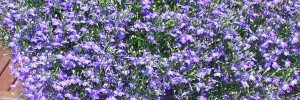 Tried & True Lobelia