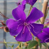 T&T Tibouchina Latin Princess