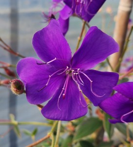 T&T Tibouchina Latin Princess