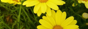 Tried & True Argyranthemum Butterfly