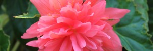 Tried & True Begonia Orchid Pink