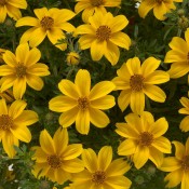 Tried & True Bidens Goldilocks