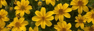 Tried & True Bidens Goldilocks