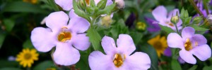 Tried & True Bacopa Blueberry Shake