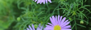 Tried & True Brachyscome Oregon Blue
