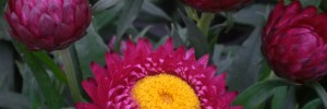 Tried & True Bracteantha Plum