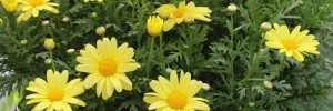 Tried & True Argyranthemum Butterfly