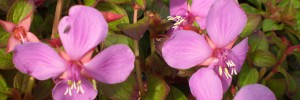 Tried & True Centradenia Cascade