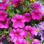 Tried & True Calibrachoa Sweet Bells Raspberry