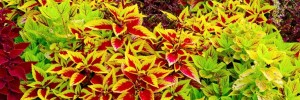 Coleus Asst