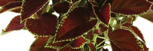 Tried & True Coleus Sunny Sarah