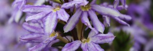 Tried & True Scaevola Diamond