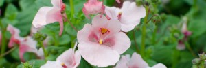 Tried & True Diascia Light Pink