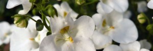 Tried & True Diascia Snow Drift
