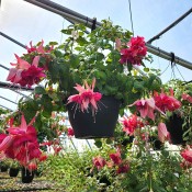 Tried & True Fuchsia Bella Rosella HB