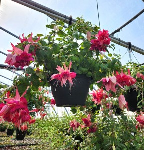 Tried & True Fuchsia Bella Rosella HB