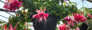 Tried & True Fuchsia Bella Rosella HB