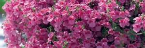 Tried & True Diascia